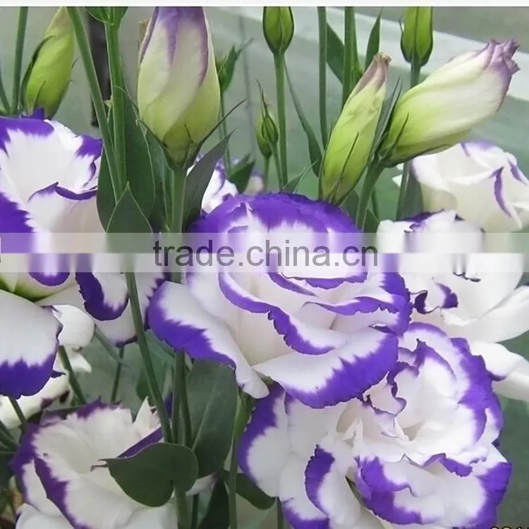 Special antique bug bud eustoma