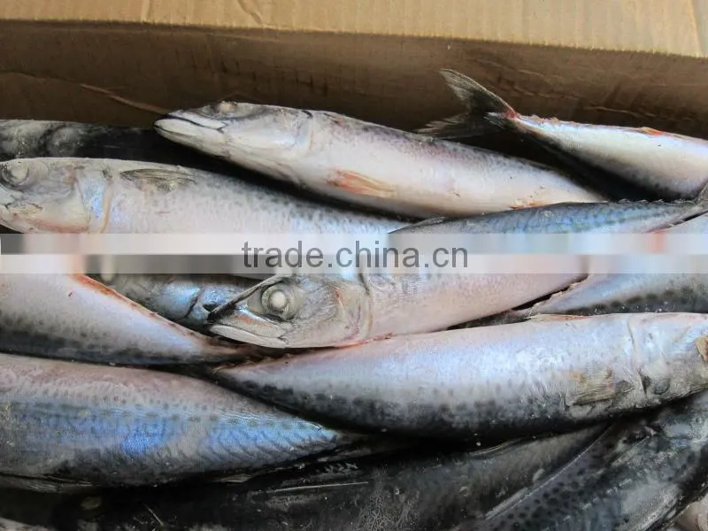 Seafrozen Pacific Mackerel Blue Mackerel