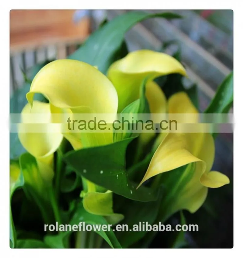 the tipical pura color fresh cut yellow calla lily flower from china