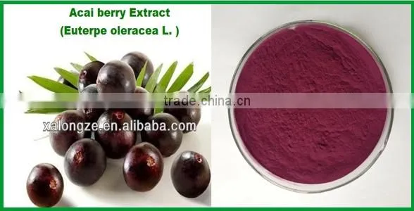 new product Black Soybean extract powder / black soybean P.E.