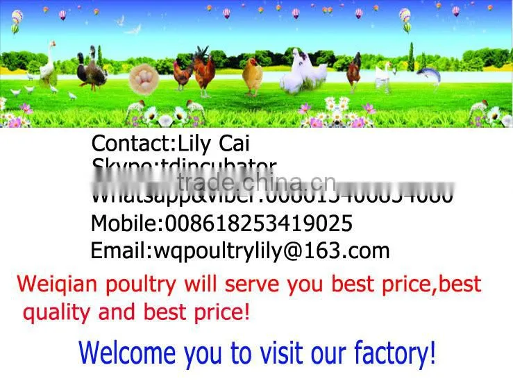 Cheap 528 incubator machine price,poultry incubator machine made in china