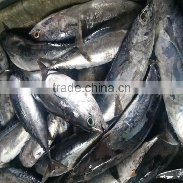 WR frozen bonito frozen bonito fish WR for market