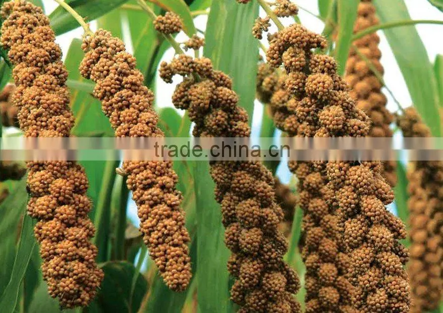 organic millet sprays for birds
