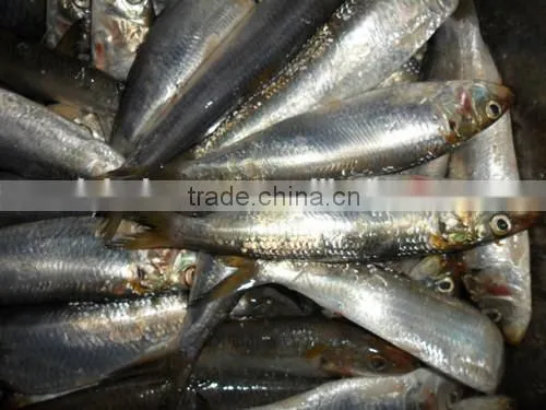 New coming frozen all types of sardine fishes 200-220 pcs