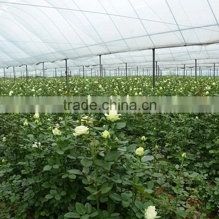 Fresh cut Golden Sun single gerbera from guangdong