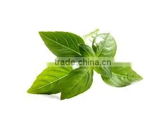 Holy Basil Oil Natural