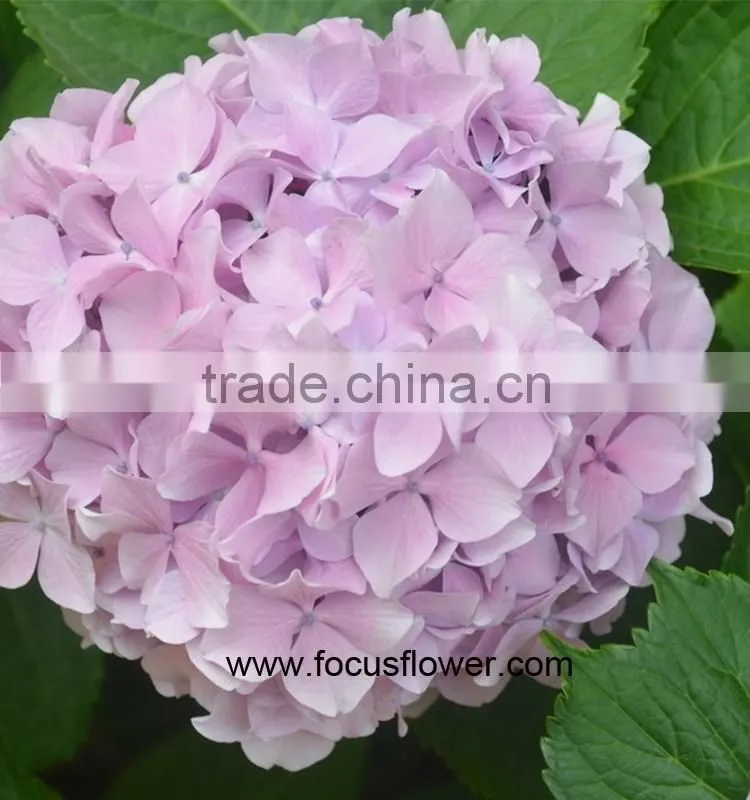 Fresh Cut Flowers Wholesale High Quality Cut Fresh Hydrangea With 50cm Long Stem