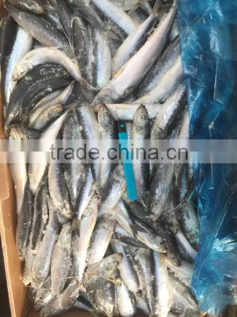 whole round of high quality sardinops melanostictus in 2016