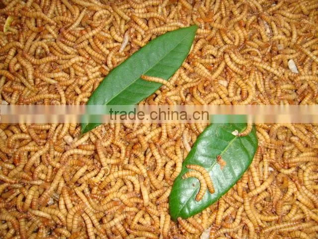 High Protein Pet Food dried mealworm