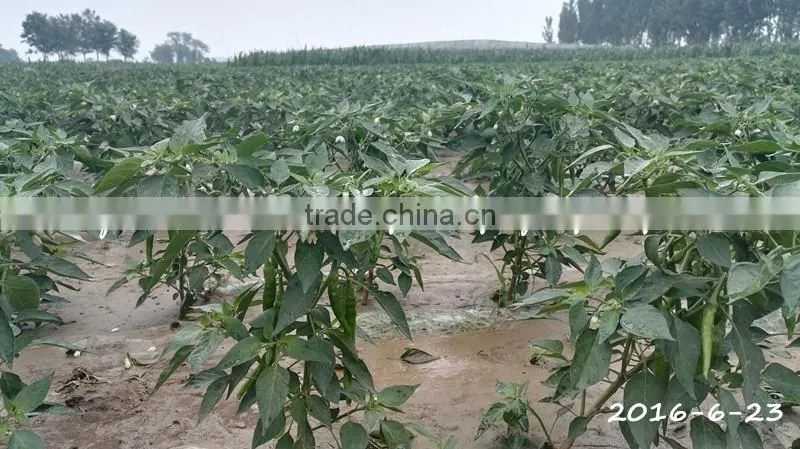 Salted Green Chili in Brine Wangdu