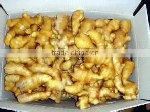 New 2016 Fresh Ginger for Overseas from Shandong