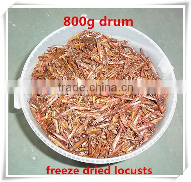 Retail Drum(100g/200g/400g/800g) Dried Locusts Of Wild Bird ;Freeze Dried Locusts For Wild Bird