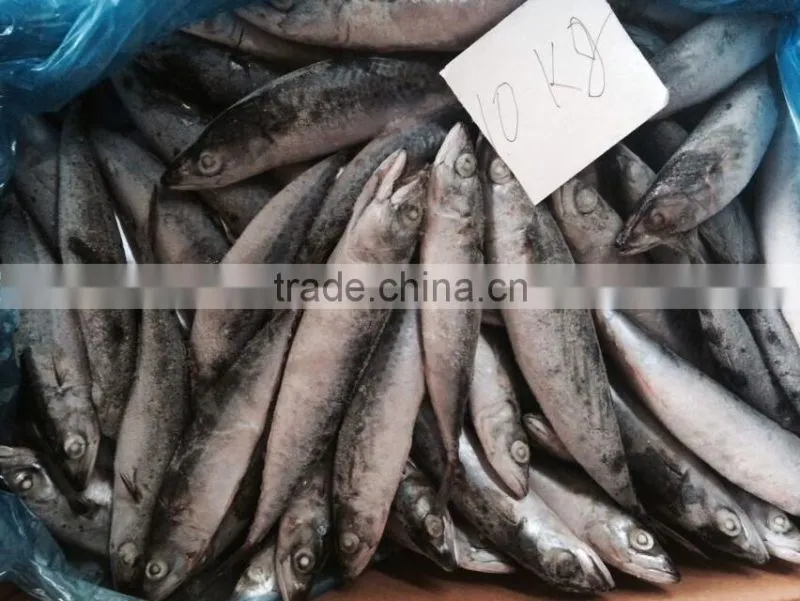 Frozen Pacific Mackerel