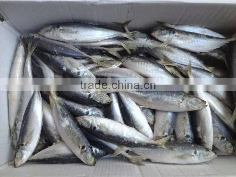 2015 new product horse mackerel fish