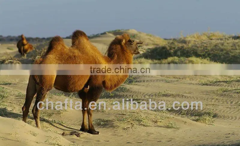 100% worsted combed camel tops