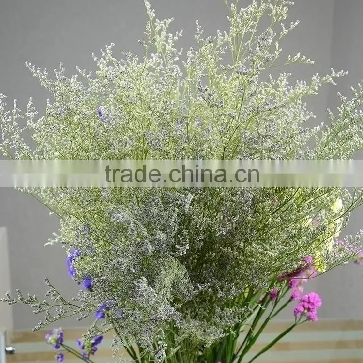Cut Fresh hot sell wholesale fresh flowers cut foliage