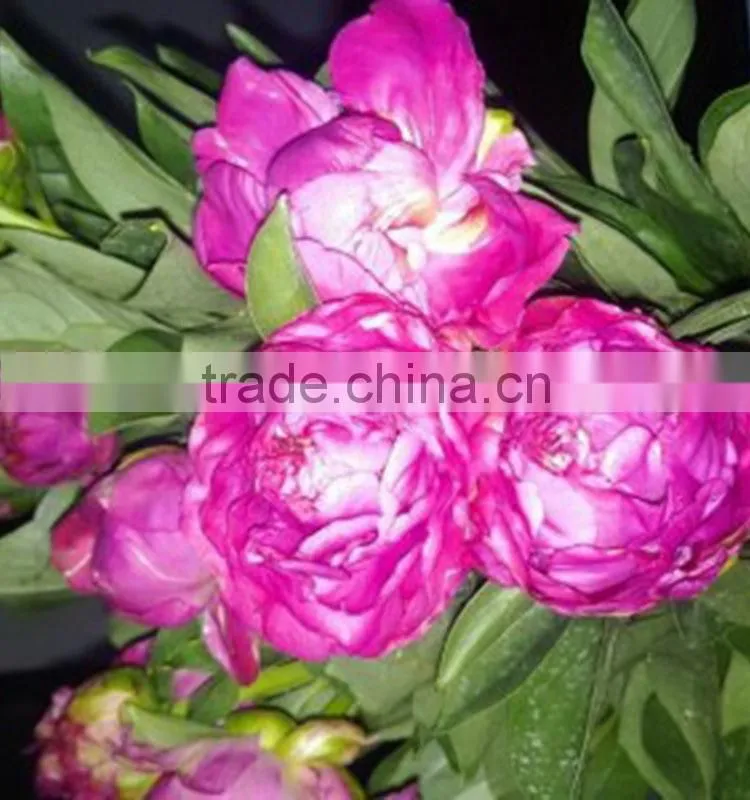 Color hot sell three heads white peony