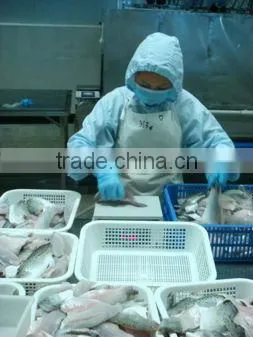 frozen fresh sardine fish for canned fish