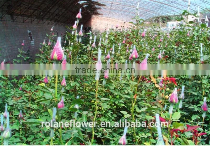 Supply gypsophila million stars cutting new gypsophila with 1kg/bundle from Yunnan, China