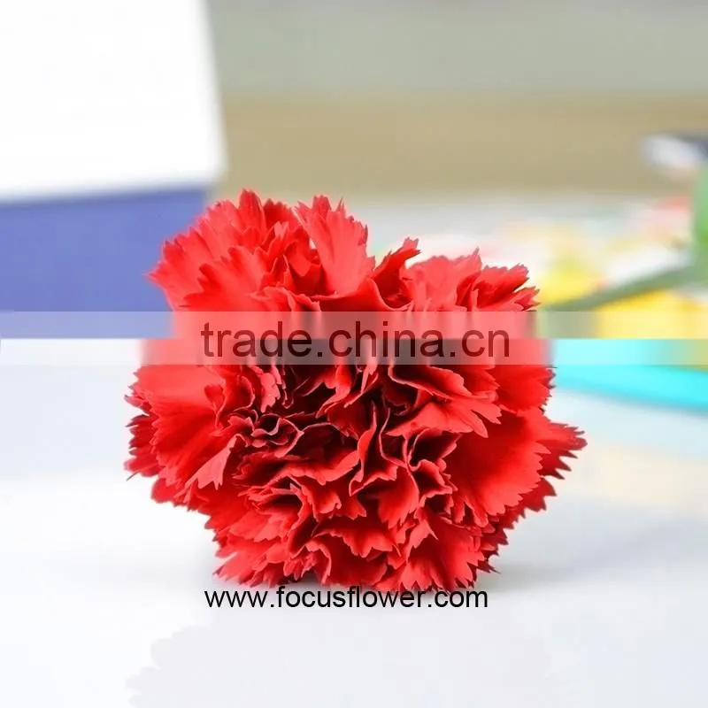 Decoration Weddings High Quality Carnation With Good Packaging Superbly Natural Carnation Flowers