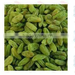 premium quanlity golden raisin (xinjiang,china)