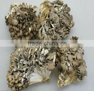 30% polysaccharides UV-VIS Maiitake Mushroom Extract