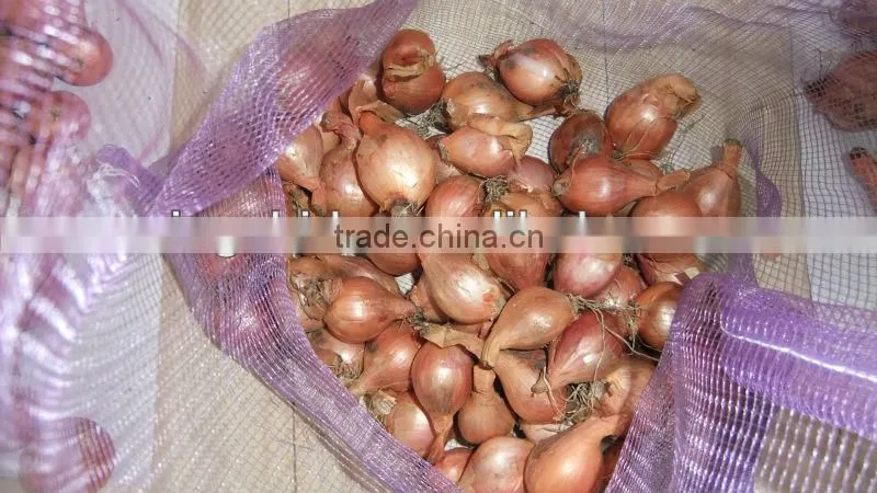 fresh onion prices in china