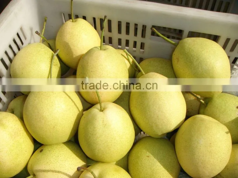 2015 fresh shandong pear supplying in china