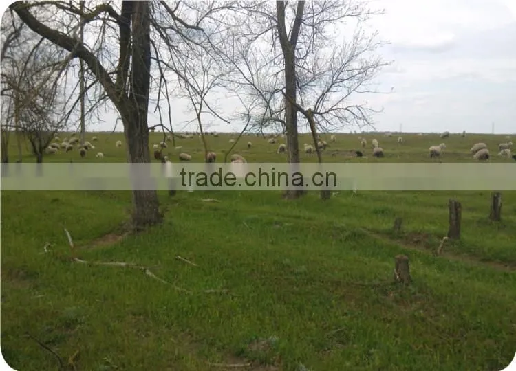 Good white Greasy raw sheep wool use for Carpet