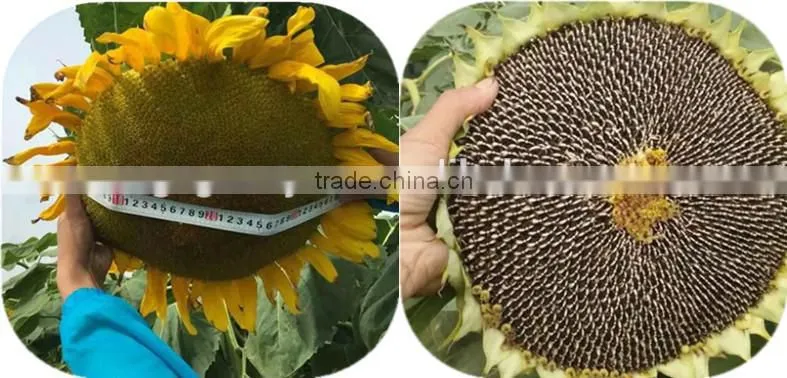 New crop big size 3939 sunflower seeds wholesale