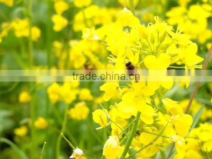 2015 Natural Nutrition Rape Fresh Royal Jelly