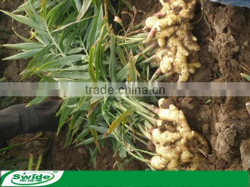 Compound fertilizer NPK 20-20-0