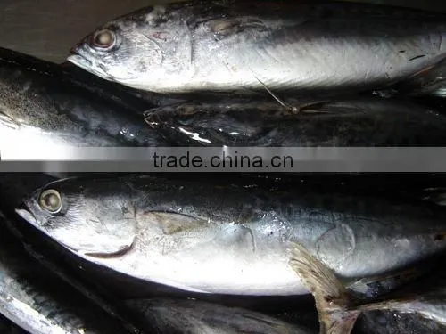 Frozen Bonito for Canning