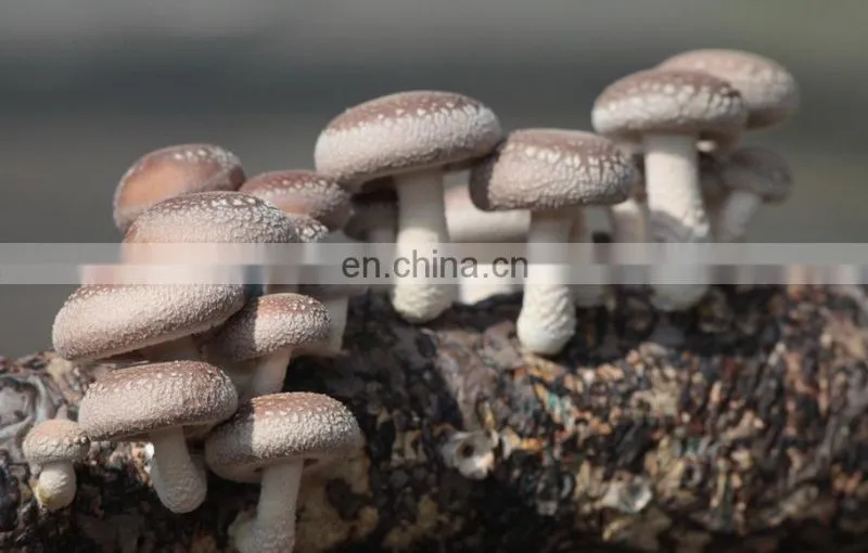 See larger image Factory price Automatic Fungus Mushroom growing bag filling machine