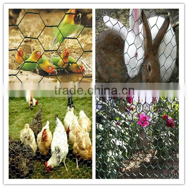 Lowest price galvanized chicken wire mesh(China manufacturer)