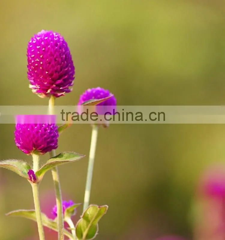 Fashionable promotional export fresh gomphrena globosa