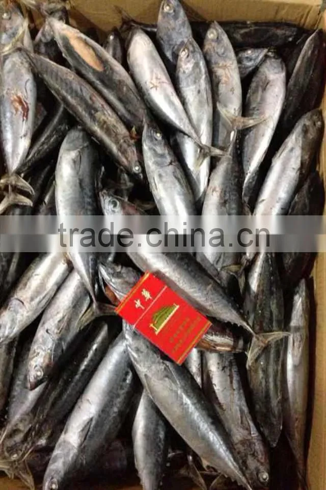 2015 bonito wr seafrozen 100-200g/pc
