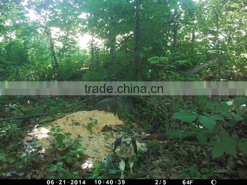 Hunting Trail Camera
