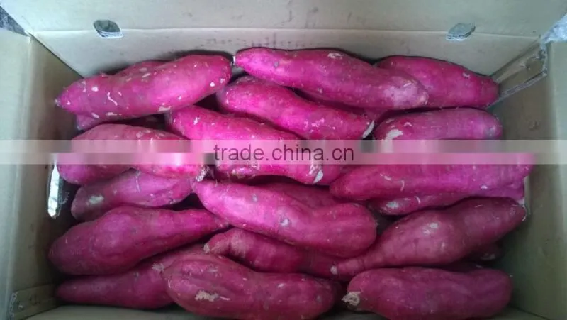 Sweet Japanese Potato