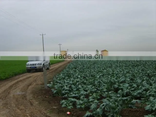 2012 new crop fresh broccoli