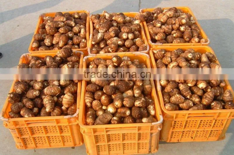 2015 New Season of Chinese Fresh Taro