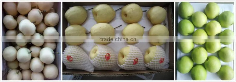 china seasonal fruit asian pear