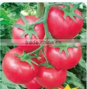 hot sale organic fertilizer granule making machine//0086-15838061756