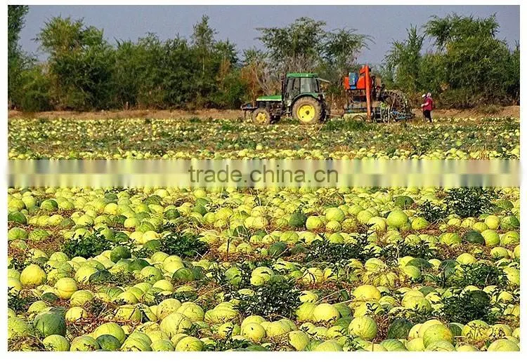 wholesale red melon seeds with big size natural color