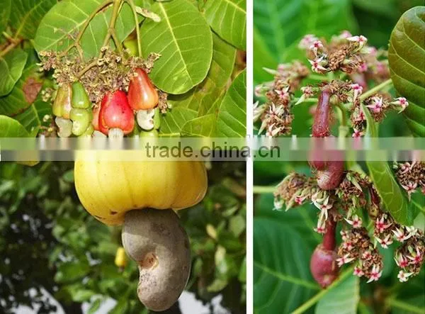 Hot!!! Factory Price automatic cashew nut machine