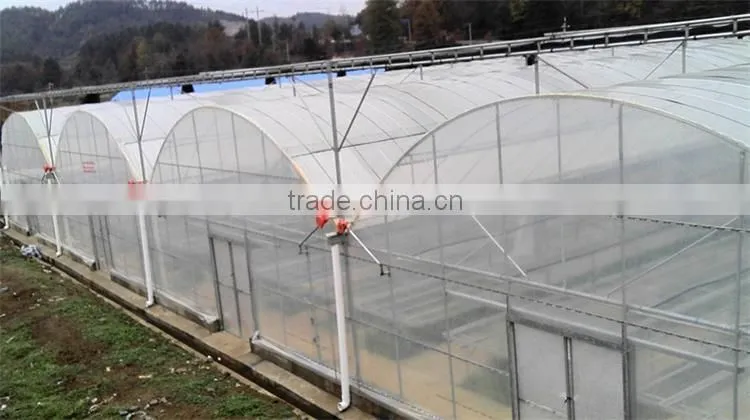Hot sale multi-span greenhouse with vegetable farming equipment