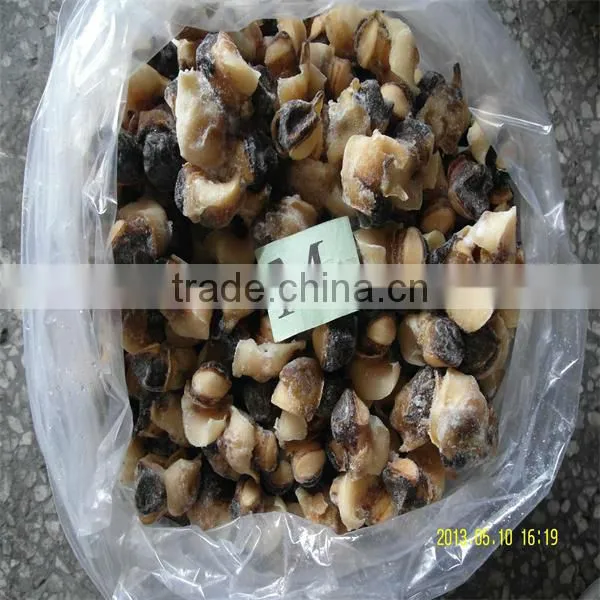 frozen seafood conch
