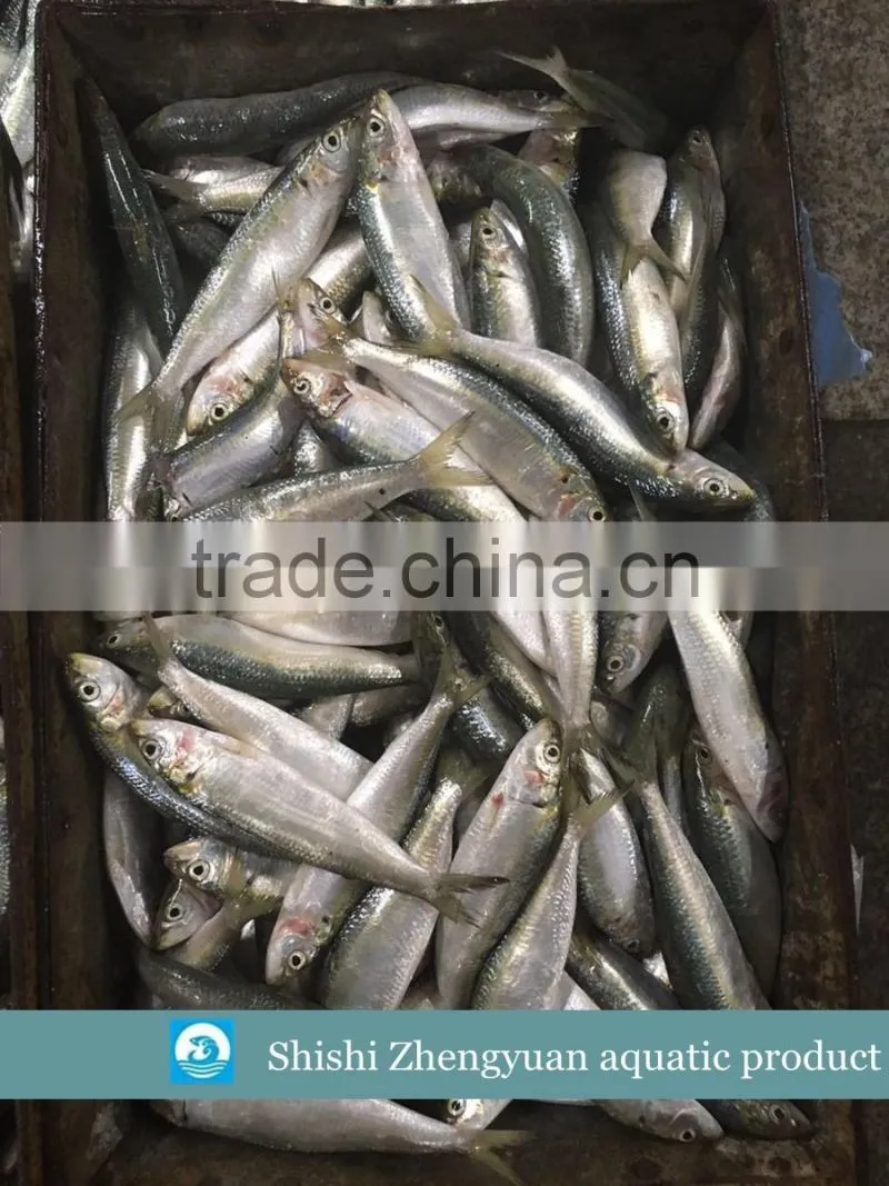 New landing Frozen fresh unprocessed HGT sardine