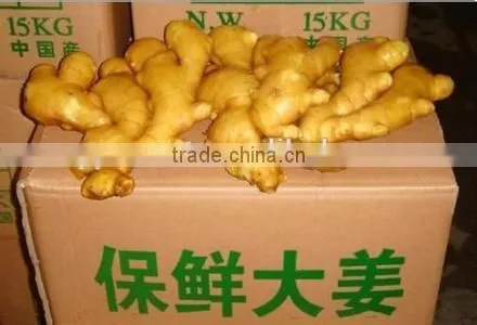 New crop ginger importing countries with high quality