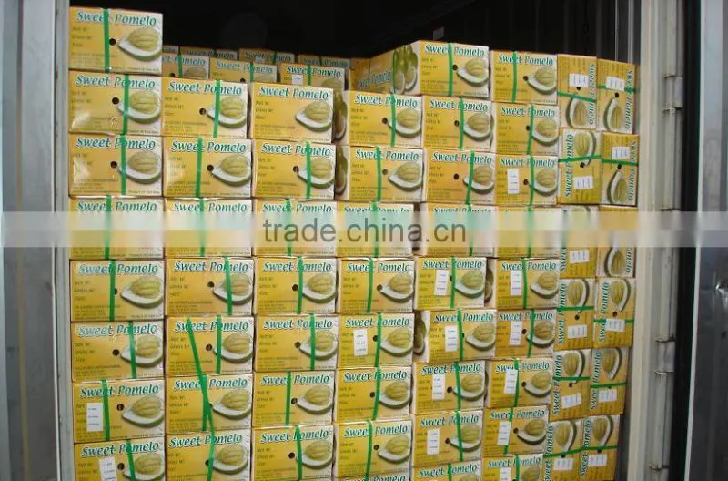 Vietnam Fresh Pomelo competitive price and High Quality